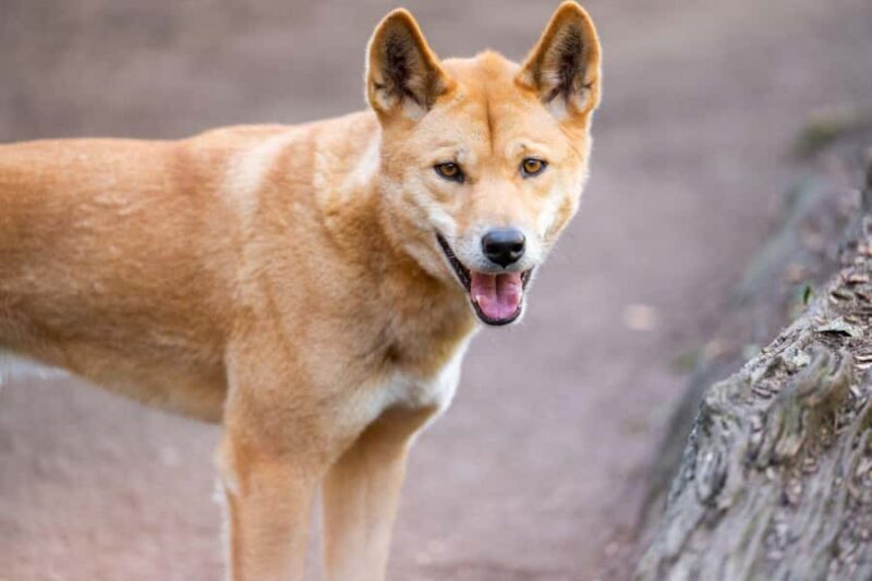 Sydney: Featherdale Wildlife Park Private Tour - An Authentic Wildlife Encounter in a Natural Setting