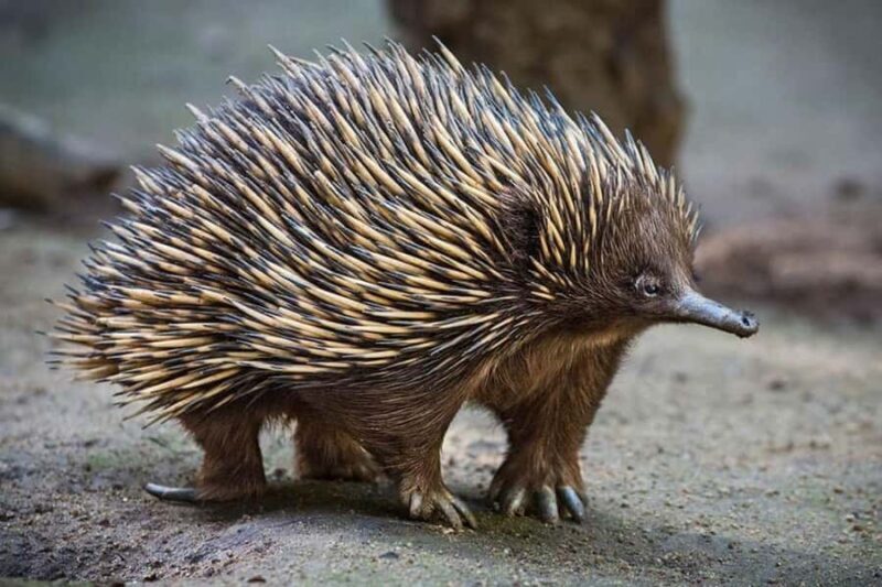 Sydney: Featherdale Wildlife Park Private Tour - The Value for Money