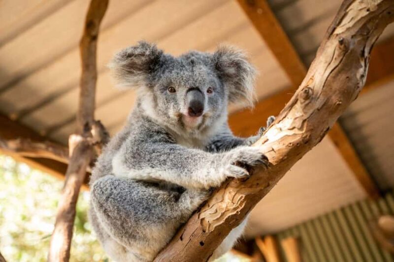 Sydney: Featherdale Wildlife Park Private Tour - FAQ