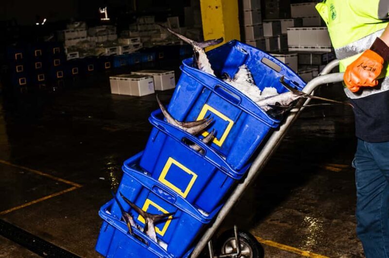 Sydney Fish Market Behind the Scenes Tour - Introduction