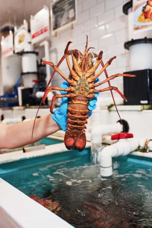 Sydney Fish Market Discovery Tour - Introduction