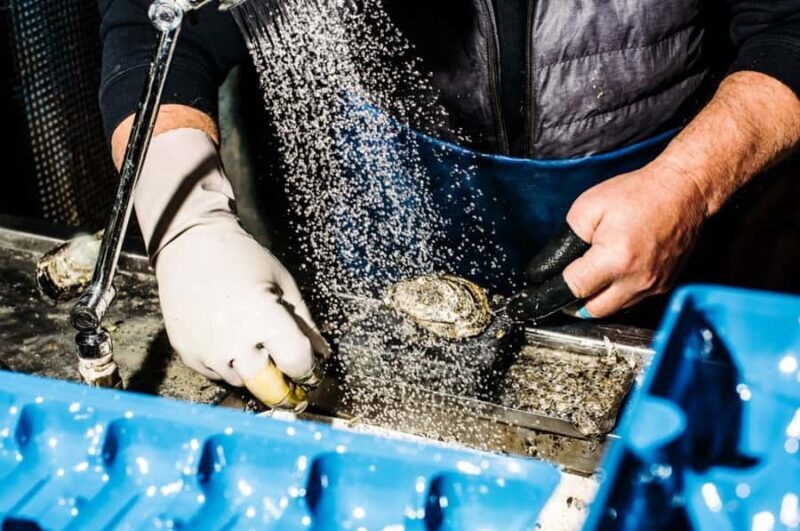 Sydney Fish Market Discovery Tour - Good To Know  