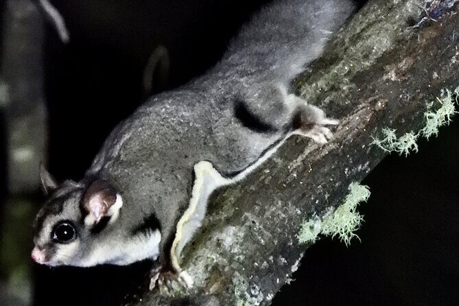 Sydney Guided Wildlife Walk Explore Birds and Nature - Good To Know