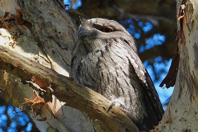 Sydney Guided Wildlife Walk Explore Birds and Nature - Practical Details and What You Can Expect