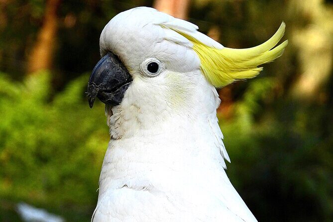 Sydney Guided Wildlife Walk Explore Birds and Nature - Final Thoughts: Is This Tour Right for You?
