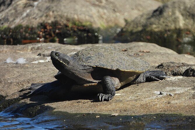 Sydney Guided Wildlife Walk Explore Birds and Nature - FAQ