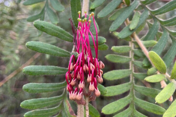 Sydney Guided Wildlife Walk Explore Birds and Nature - Final Verdict