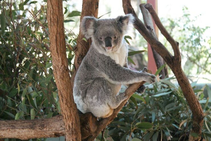Sydney: Harbour Cruise and Taronga Zoo - Activity Details