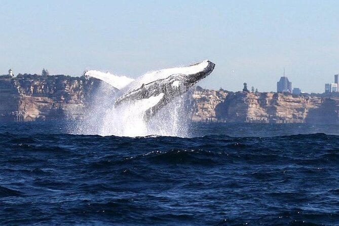 Sydney Harbour Ferry With Taronga Zoo Entry and Whale Watching Cruise - Tour Overview