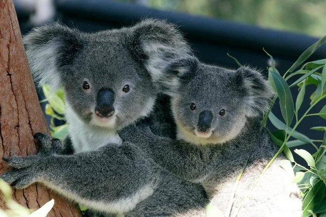Sydney Harbour Ferry With Taronga Zoo Entry Ticket - Overview and Logistics