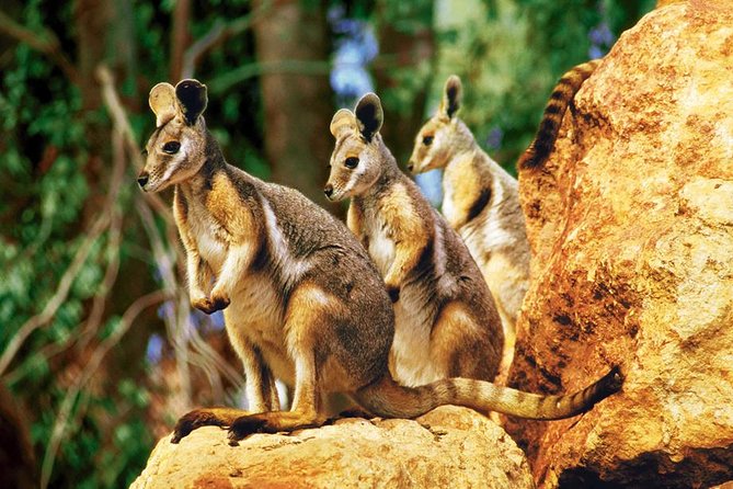 Sydney Harbour Hop on Hop off Cruise With Taronga Zoo Entry - Traveler Photos and Reviews