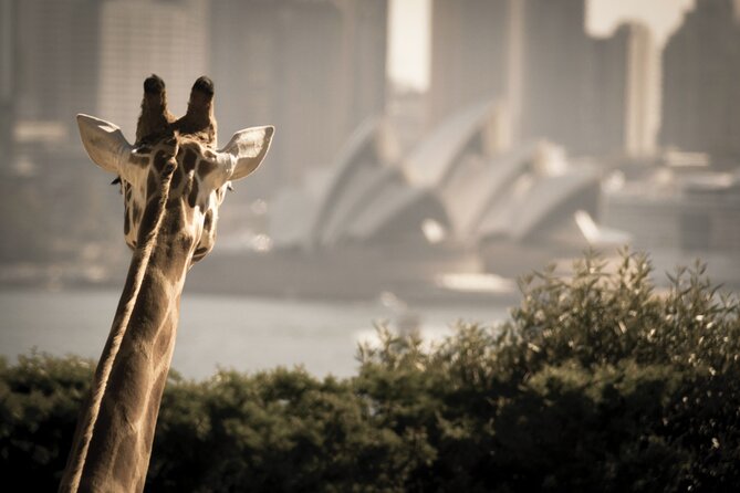 Sydney Harbour Hop on Hop off Cruise With Taronga Zoo Entry - Benefits of the Hop On Hop Off Cruise