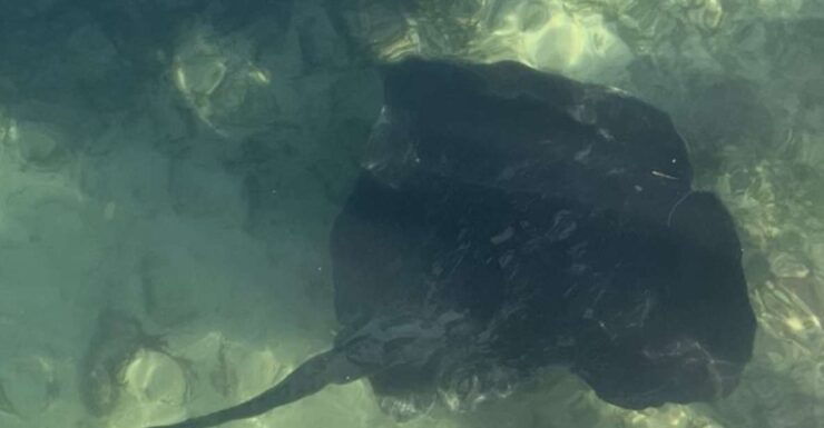 Sydney Harbour, Nature Immersion - Experience Highlights
