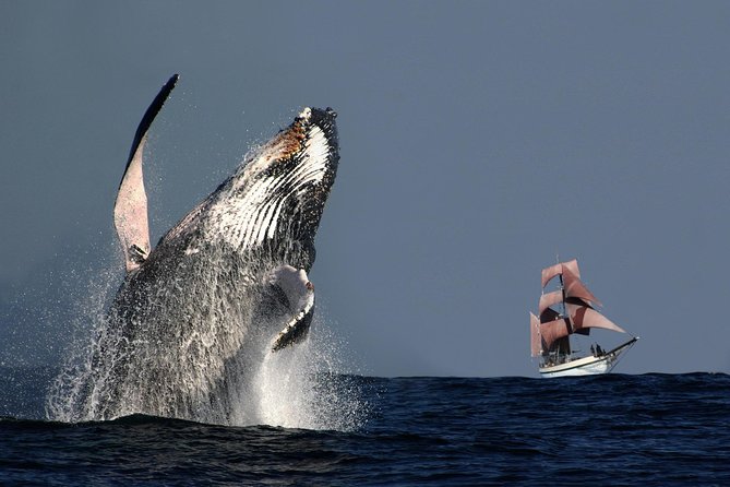 Sydney Harbour Tall Ship Whale & Sail - Whale Watching Cruise - Help Sail the Ship and Climb the Mast