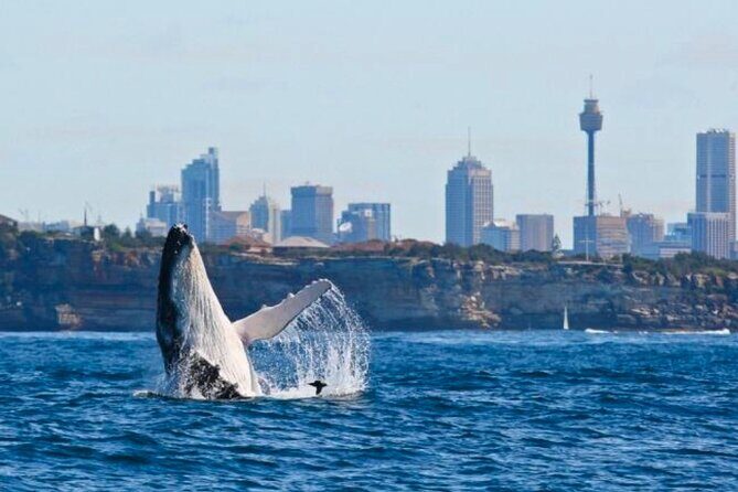 Sydney Harbour Whale Watching Experience - Sydney Harbour Whale Watching Experience: A Close Encounter with Giants of the Sea