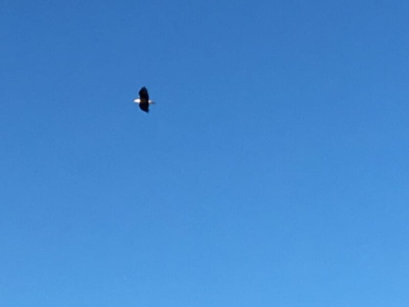 Sydney: Highland Village & Bell Museum Cruise Excursion - Final Thoughts