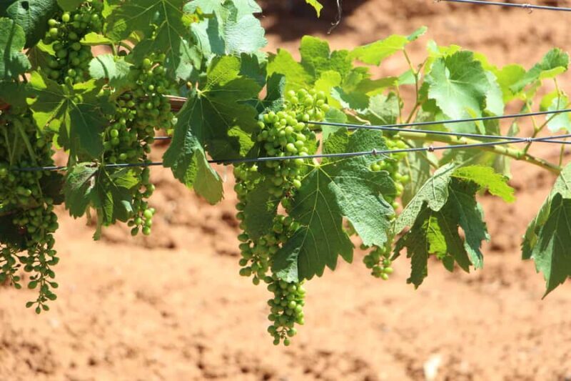 Sydney : Hunter Valley Private Wine, & Cheese Day Tour - Exploring the Hunter Valley with a Private Touch