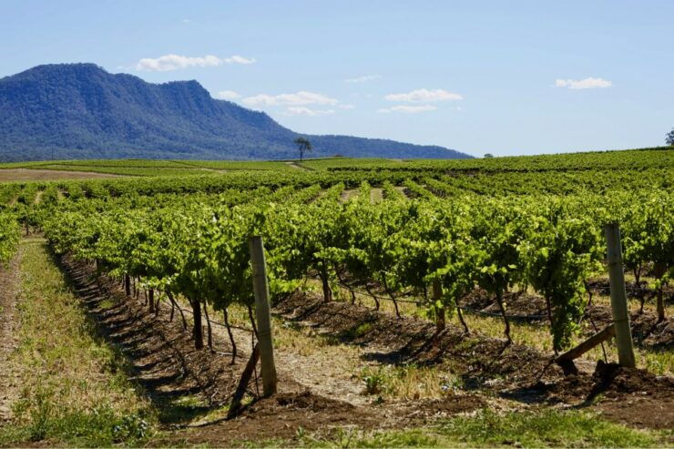 Sydney: Hunter Valley Wineries Day Trip With Food Tastings - Experience Highlights