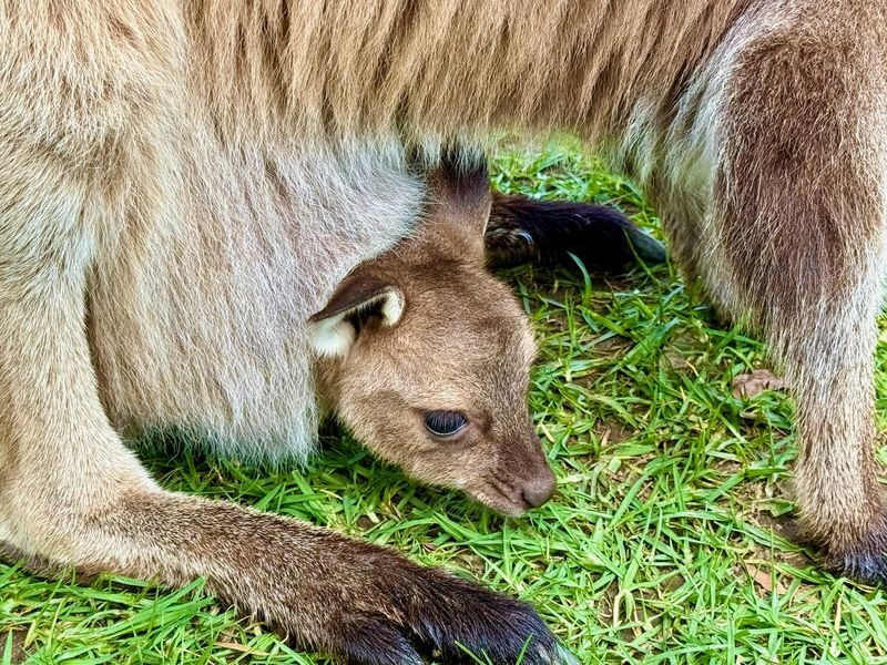 Sydney - Koalas, Kangaroos, Boomerangs & Aussie BBQ Day Trip - What to bring and how to plan