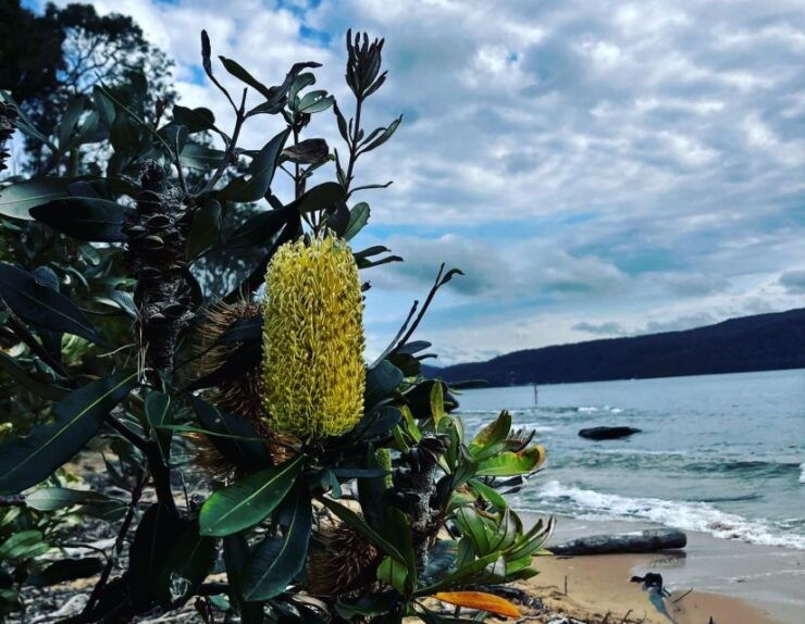 Sydney: Ku-Ring-Gai Chase National Park Day Tour With Lunch - Highlights
