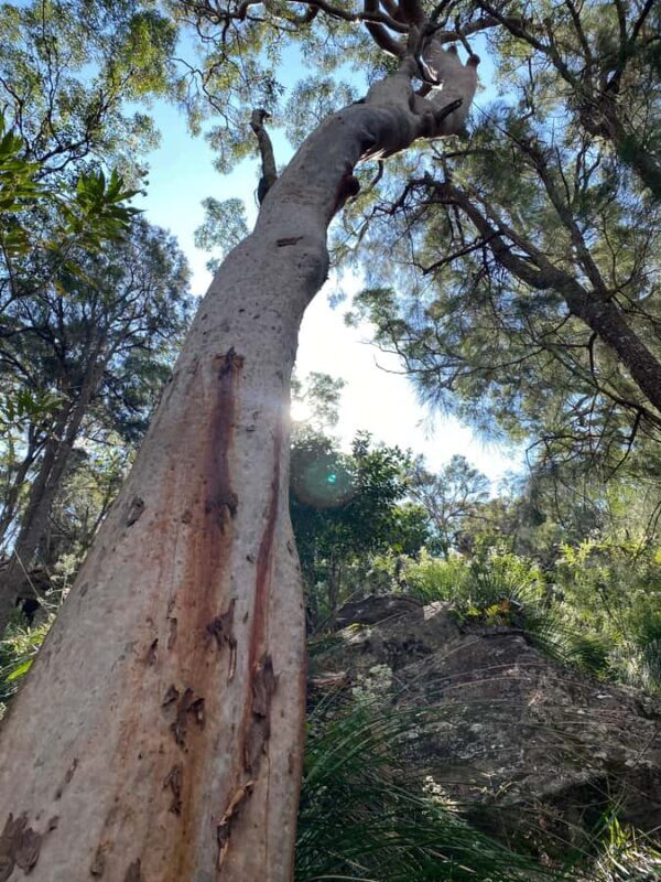 Sydney: Ku-ring-gai National Park with swim and picnic - Good To Know