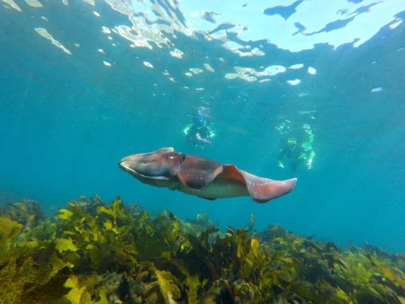 Sydney: Manly and Shelly Beach Snorkeling Tour - Good To Know
