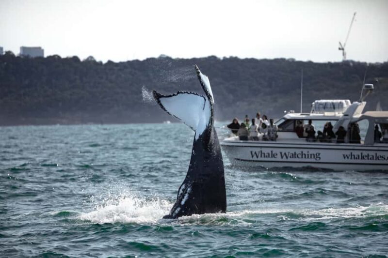 Sydney: Ocean Whale Watching Experience - Good To Know