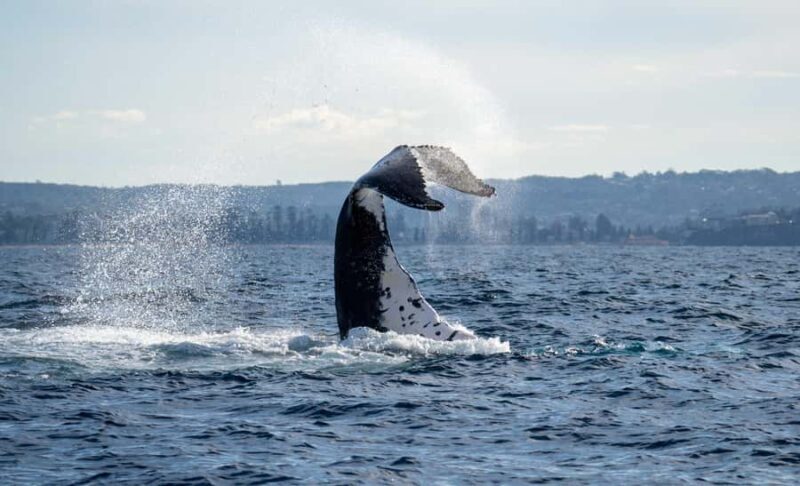 Sydney: Ocean Whale Watching Experience - The Itinerary and What to Expect