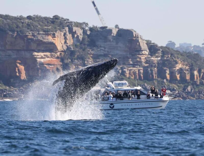 Sydney: Ocean Whale Watching Experience - Is It Worth the Price?
