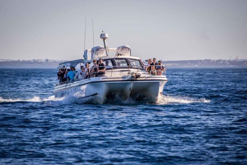 Sydney: Ocean Whale Watching Experience - Who Should Book This Tour?