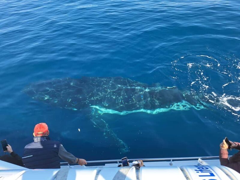 Sydney: Ocean Whale Watching Experience - The Sum Up