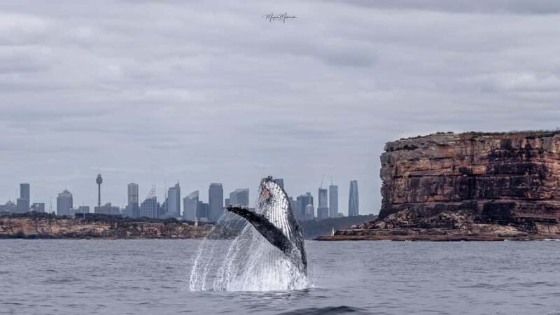 Sydney: Ocean Whale Watching Experience - Frequently Asked Questions