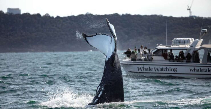 Sydney: Ocean Whale Watching Experience - Experience Details