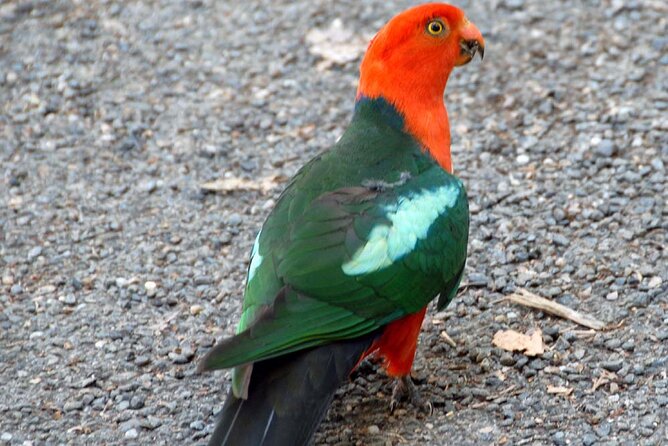 Sydney Parrots, a Unique Island and More - Sydneys Parrot Population