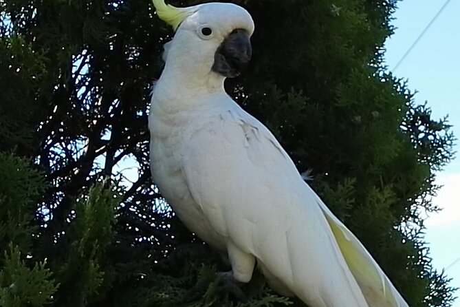 Sydney Parrots, a Unique Island and More - Common Questions