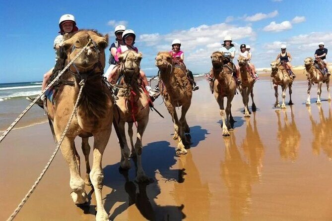 Sydney: Port Stephens Sandboarding, Dunes & Dolphin Cruise option - Who Is This Tour Best Suited For?