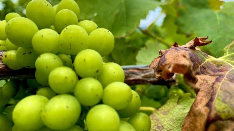 Sydney: Private Hunter Valley Premium Wine Tasting Luxe Tour - Good To Know