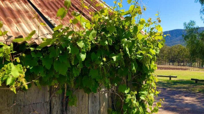 Sydney: Private Hunter Valley Premium Wine Tasting Luxe Tour - Transportation and Group Size: Why It Matters