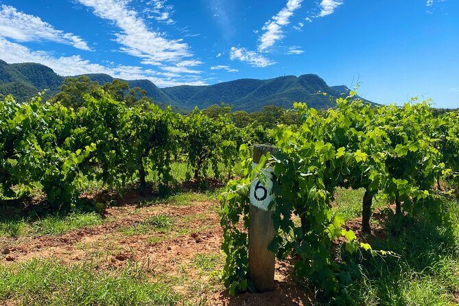 Sydney: PRIVATE Hunter Valley Wine Tasting Luxe Tour (10h) - A Closer Look at the Sydney: PRIVATE Hunter Valley Wine Tasting Luxe Tour