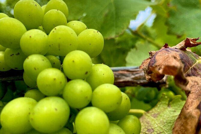 Sydney: PRIVATE Hunter Valley Wine Tasting Luxe Tour (10h) - Good To Know