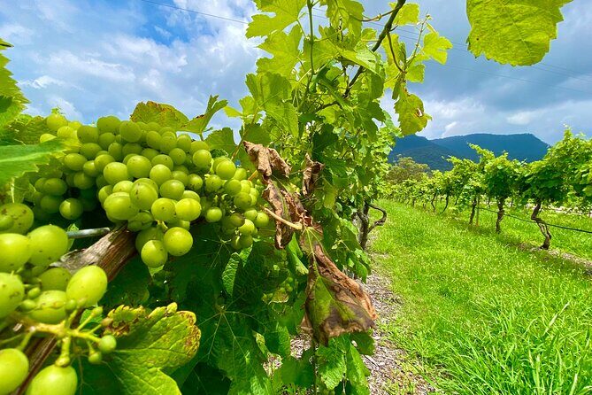 Sydney: PRIVATE Hunter Valley Wine Tasting Luxe Tour (10h) - Is This Tour Right for You?