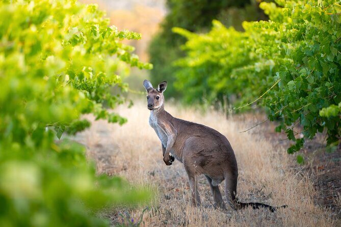 Sydney: PRIVATE Hunter Valley Wine Tasting Luxe Tour (10h) - Final Thoughts