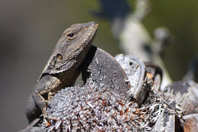 Sydney: Royal National Park Day Trip with Picnic and Swim - Authentic Insights from Reviewers