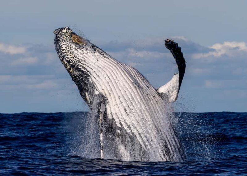 Sydney: Scenic Whale Watching Cruise - Whales Guaranteed - Sydney: Scenic Whale Watching Cruise - Whales Guaranteed