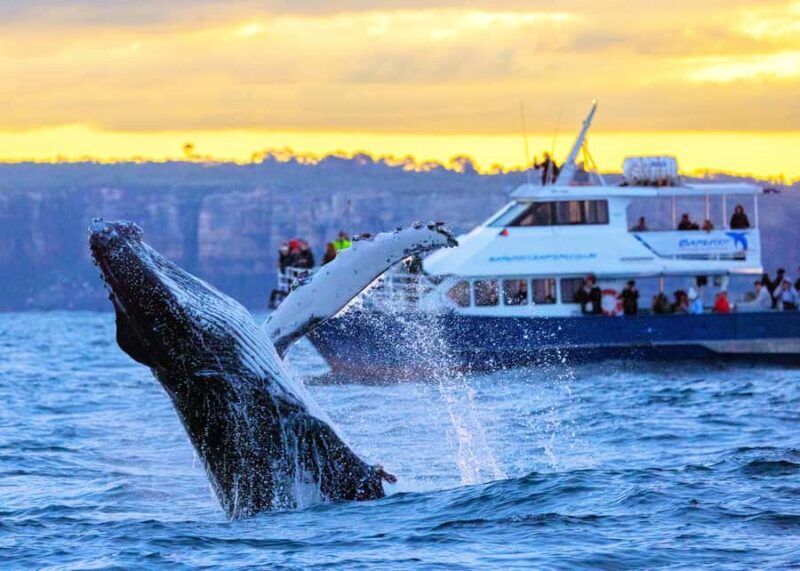 Sydney: Scenic Whale Watching Cruise - Whales Guaranteed - What Makes This Tour Stand Out?