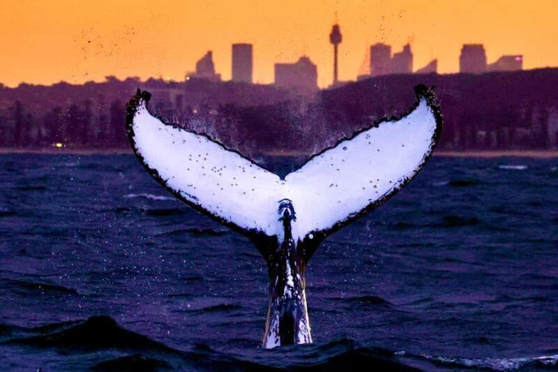 Sydney: Scenic Whale Watching Cruise - Whales Guaranteed - The Experience: What Do You Get?