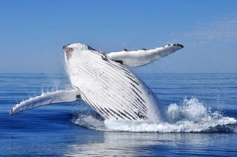 Sydney: Scenic Whale Watching Cruise - Whales Guaranteed - Authentic Encounters: What Do Guests Say?