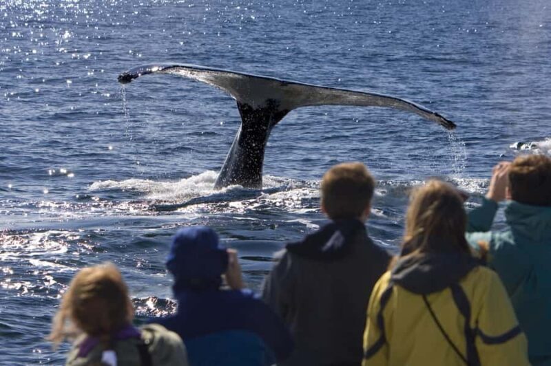 Sydney: Scenic Whale Watching Cruise - Whales Guaranteed - Practical Tips for Your Whale Watching Adventure
