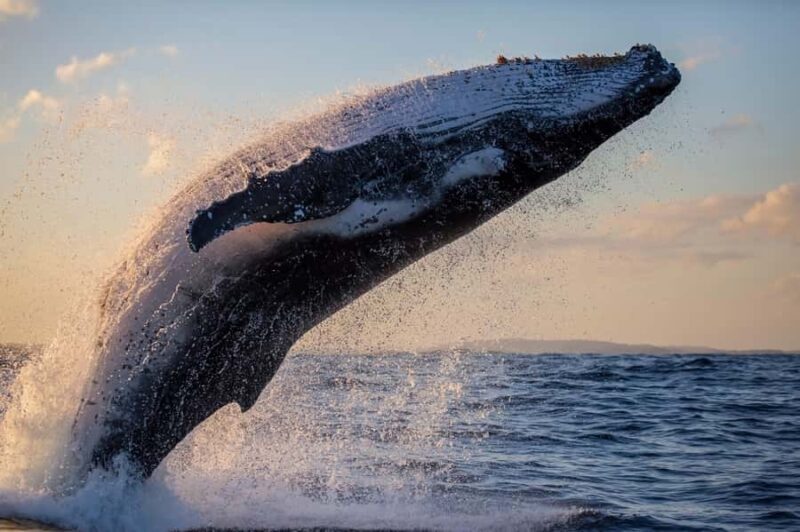 Sydney: Scenic Whale Watching Cruise - Whales Guaranteed - Who Would Love This Tour?