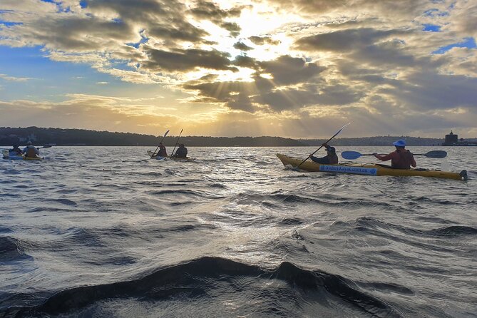 Sydney Small-Group Harbor Bridge Morning Kayak With Breakfast - What to Expect